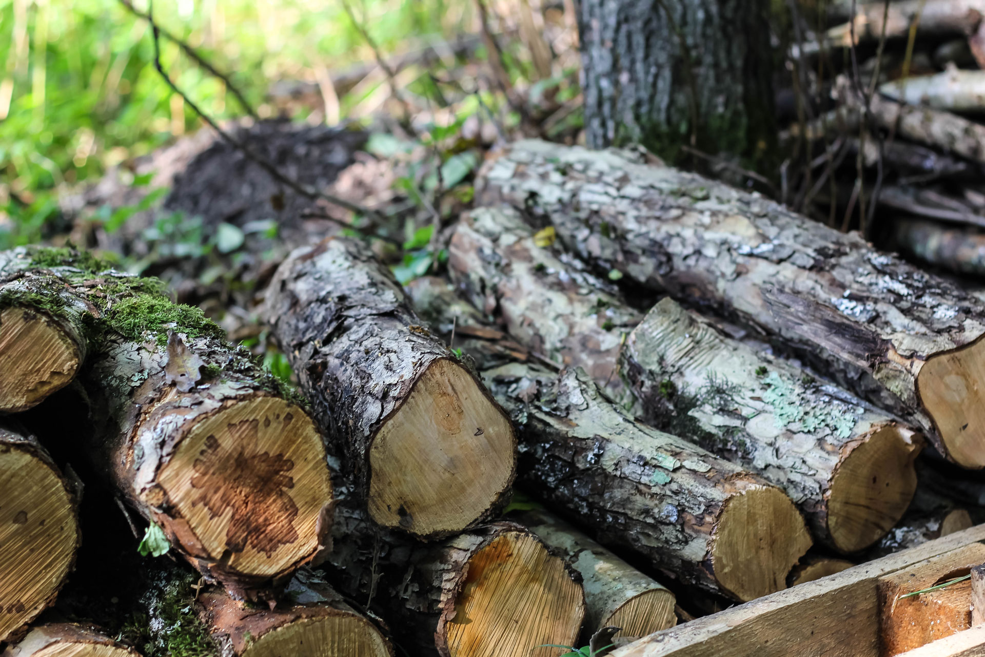 geschlagenes Holz im Wald zum Heizen